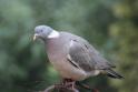 J01_0915 Wood Pigeon.JPG